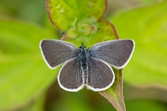 David Plant Photography - Wildlife Photography - Small blue - J
